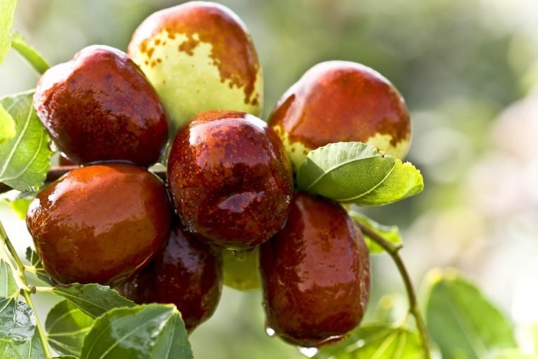 6 surprising medicinal benefits of Dates
