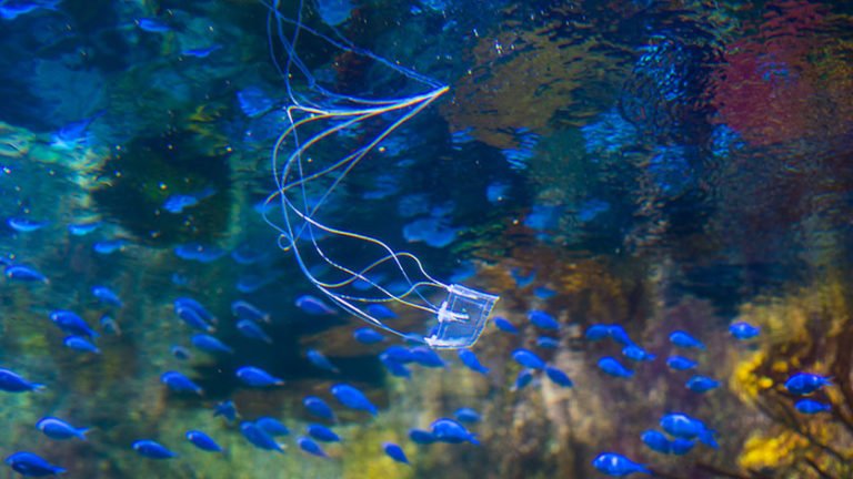 Innovation: Transparent Eel-like Robot Can Swim Silently Underwater