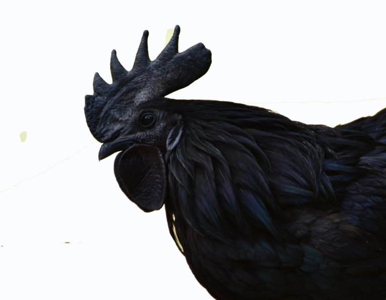 Chasing the Lamborghini of Chickens