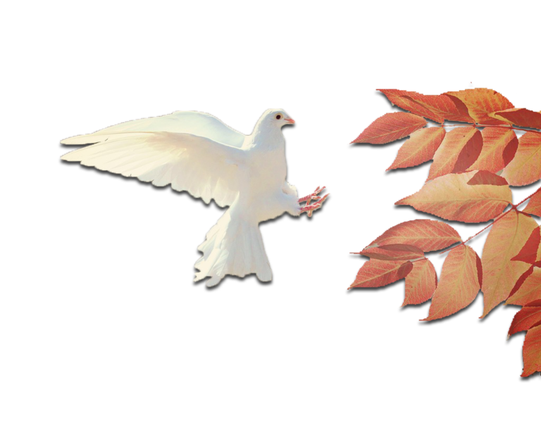 Ode for a Sad Little Dove