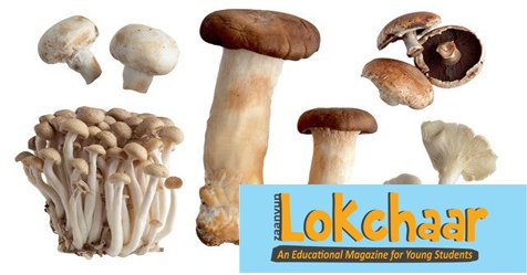 Mushroom: Fungus in Vegetable Category
